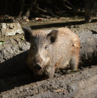Informace k probíhajícímu monitoringu Aujeszkyho choroby u prasat divokých